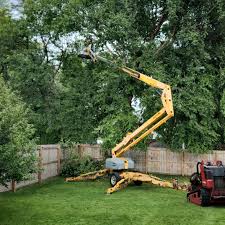 How Our Tree Care Process Works  in  Bonanza, GA