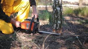 Best Arborist Consultation Services  in Bonanza, GA