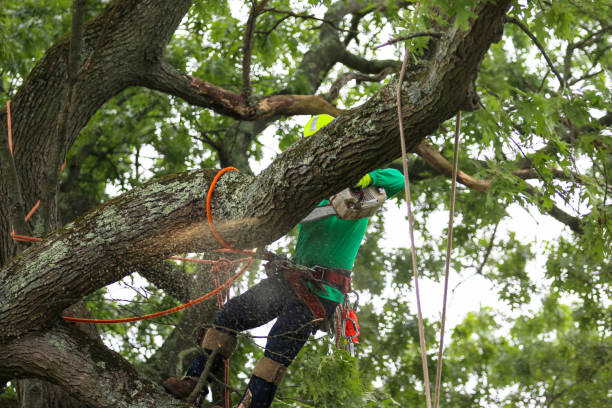 Lawn Maintenance Plans in Bonanza, GA