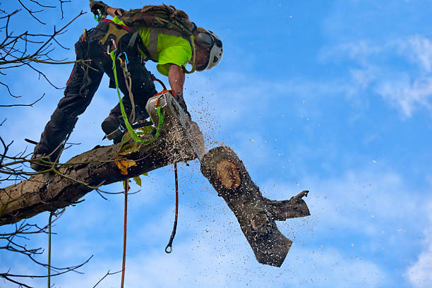 Best Tree Disease Treatment  in Bonanza, GA